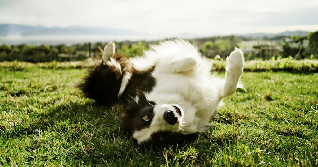 10, Filters MPR, Air MERV Particle HVAC Micro Reduction 4 800 Filter, Furnace 20x25x1, Filtrete